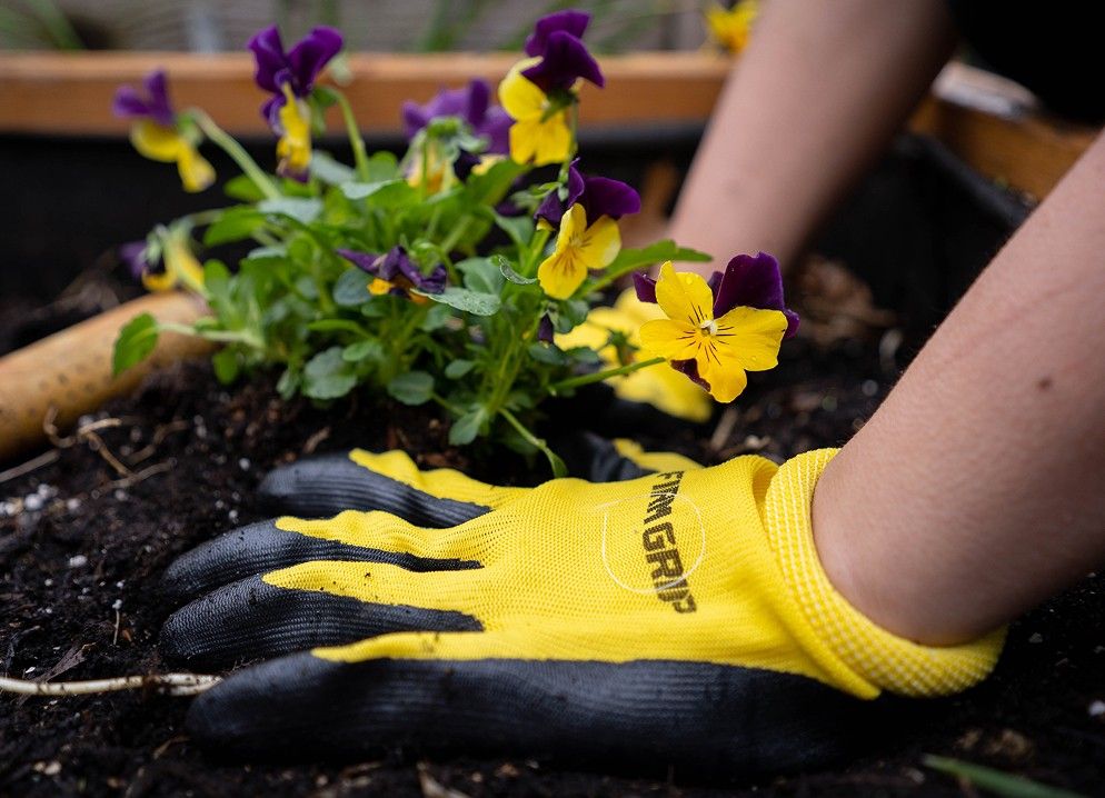 Planting annuals in fresh soil