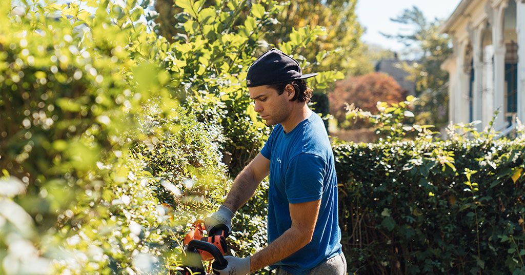 man trimming hedges